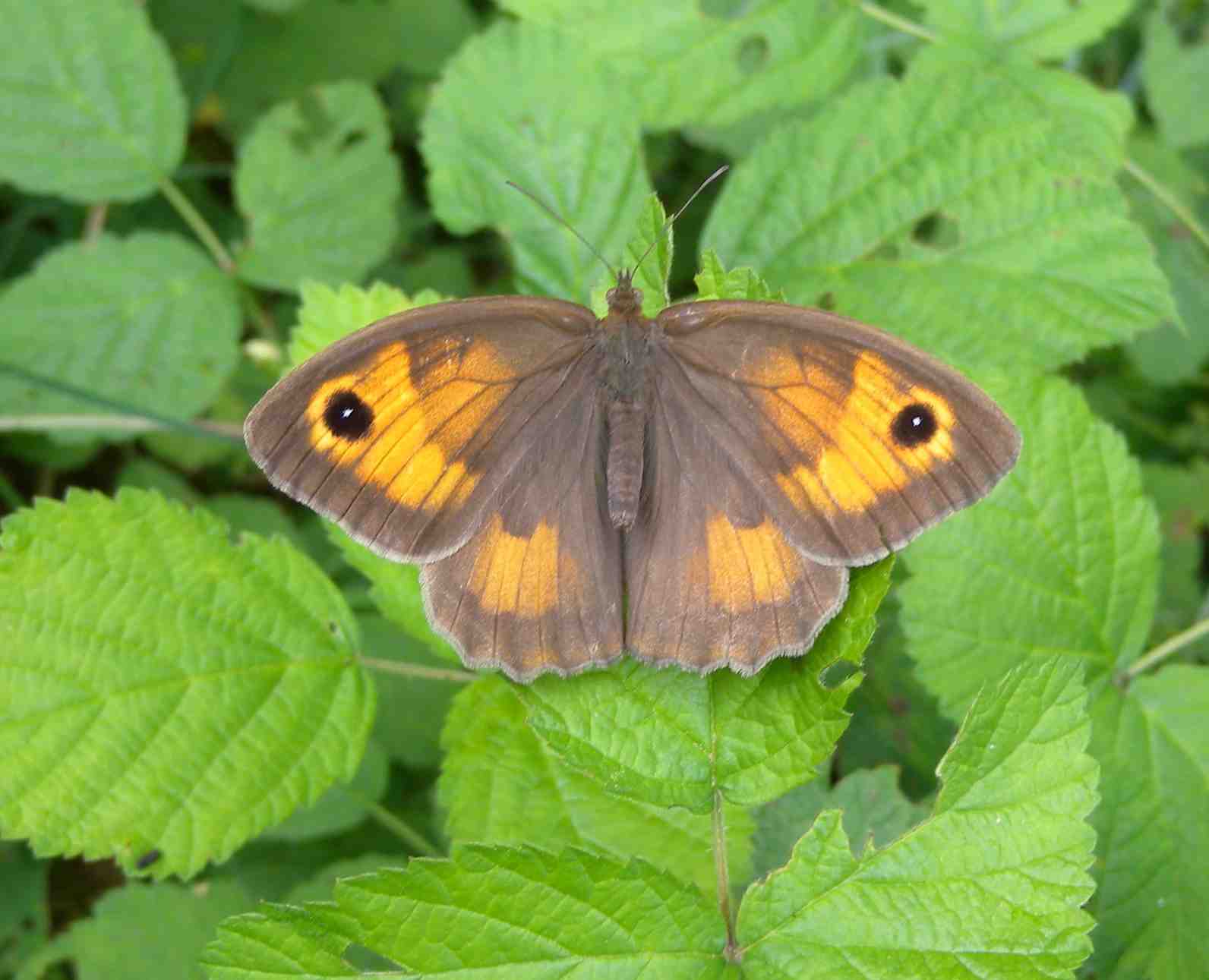 Coenonympha 1